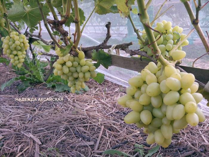 Сорт винограда надежда аксайская