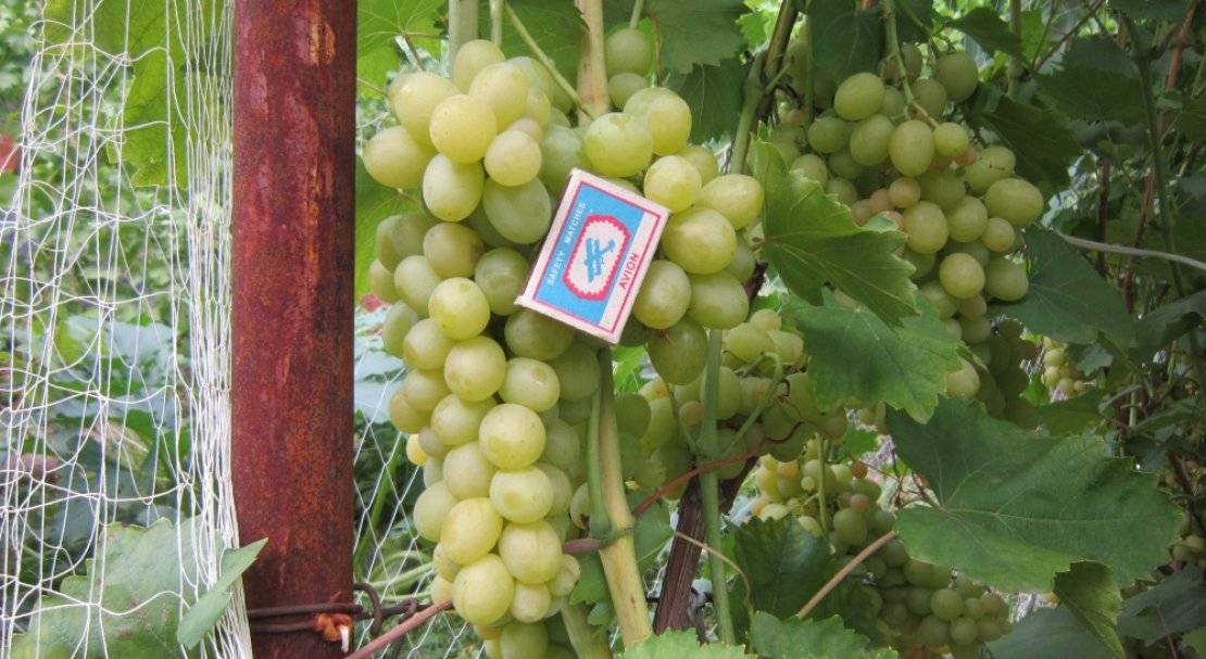 Виноград "галбена ноу": описание сорта, фото, видео
