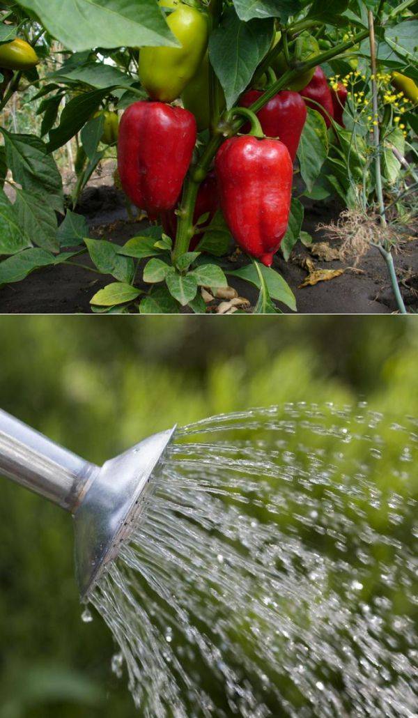 Как часто поливать перец в теплице и открытом грунте: правила полива