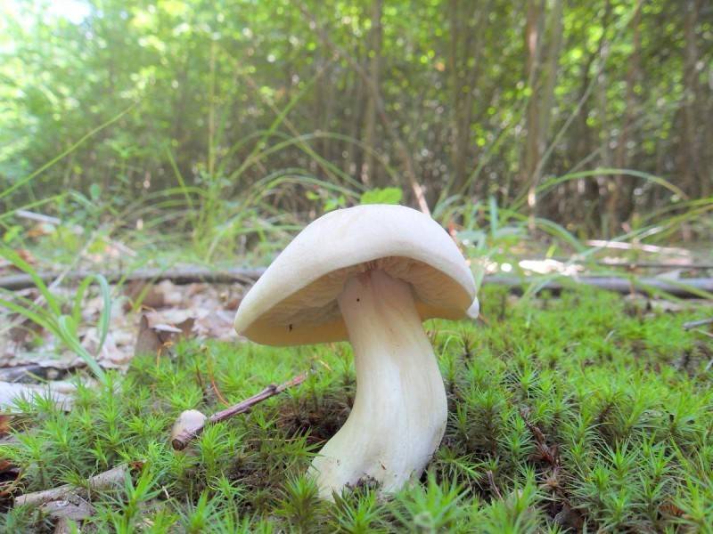 Ядовитые грибы в краснодарском крае фото