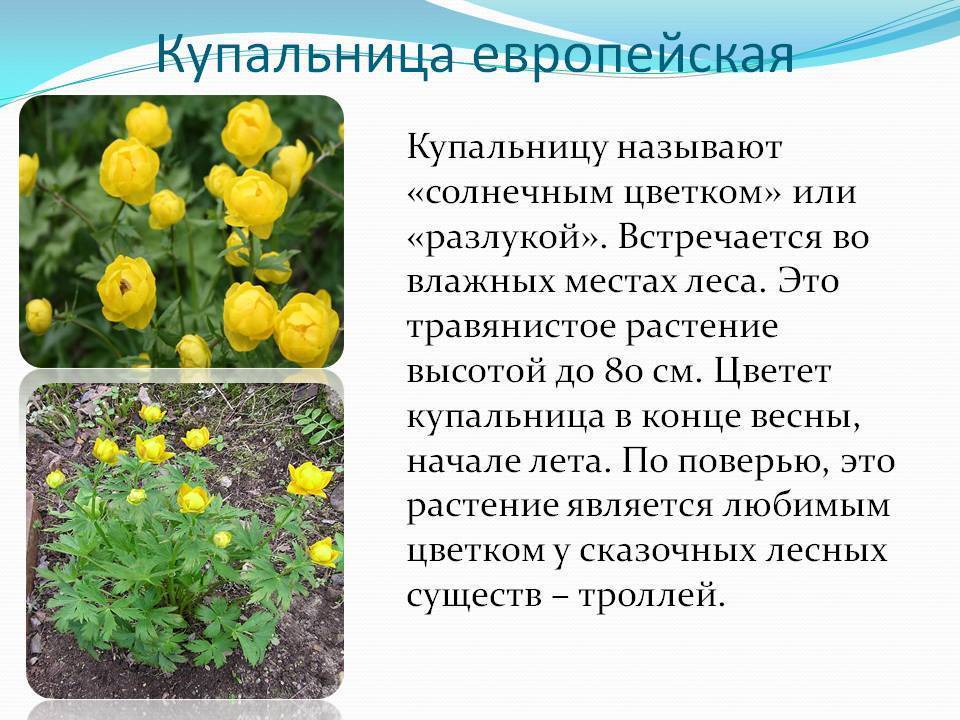 Цветы купальница фото описание