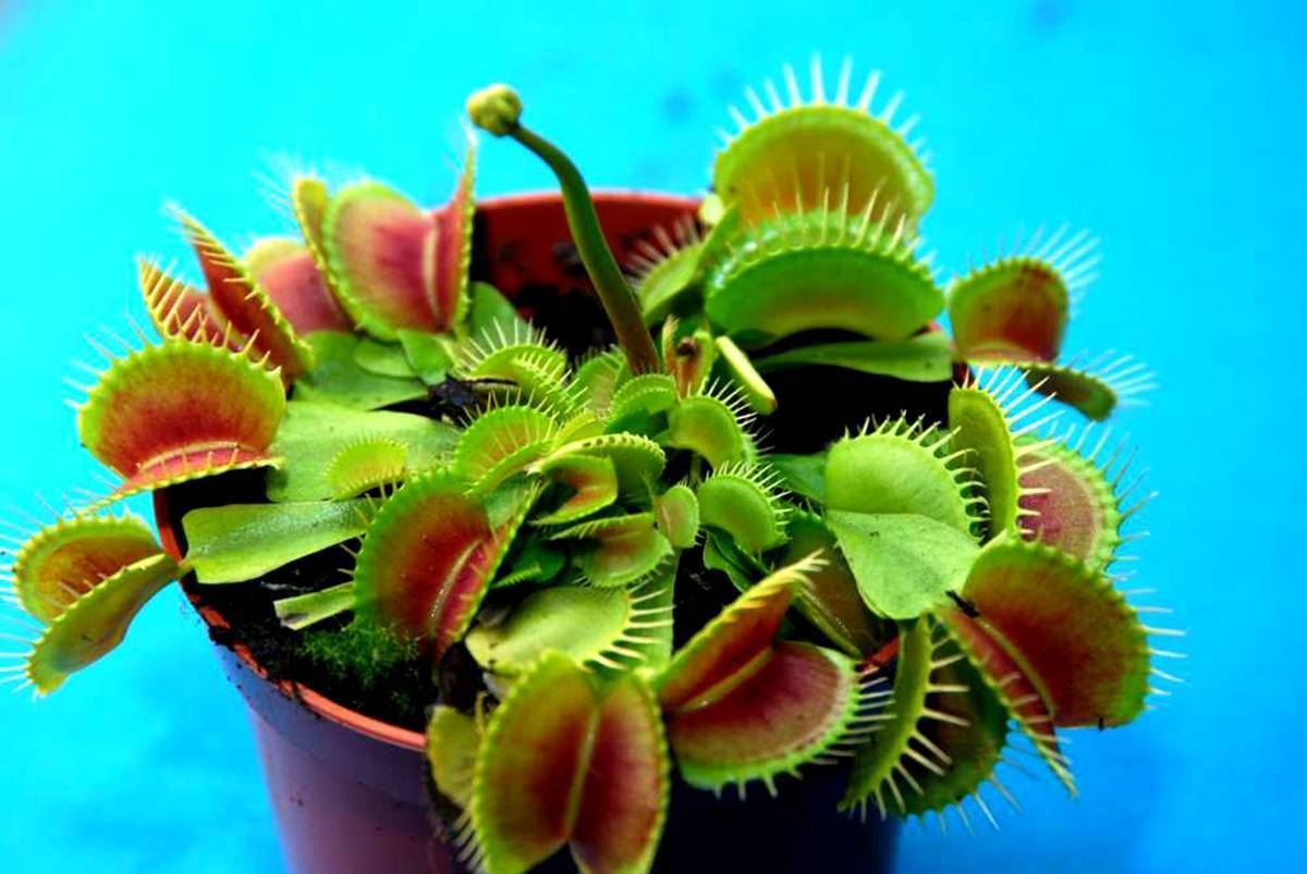 Венерина мухоловка (dionaea muscipula)