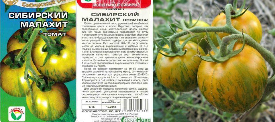 Разновидности сибирских сортов томатов
