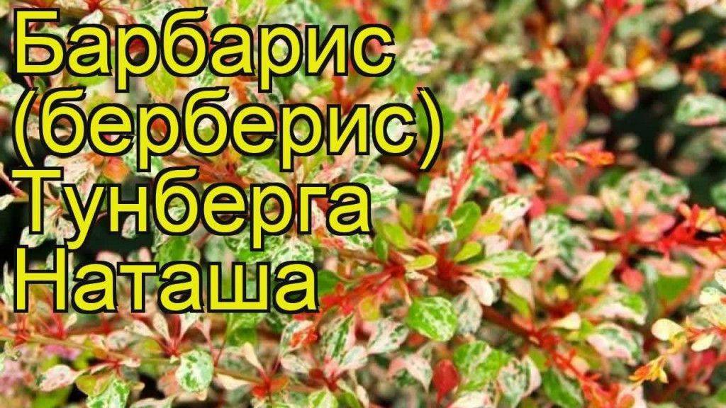 Барбарис тунберга «эректа»: описание, посадка и уход