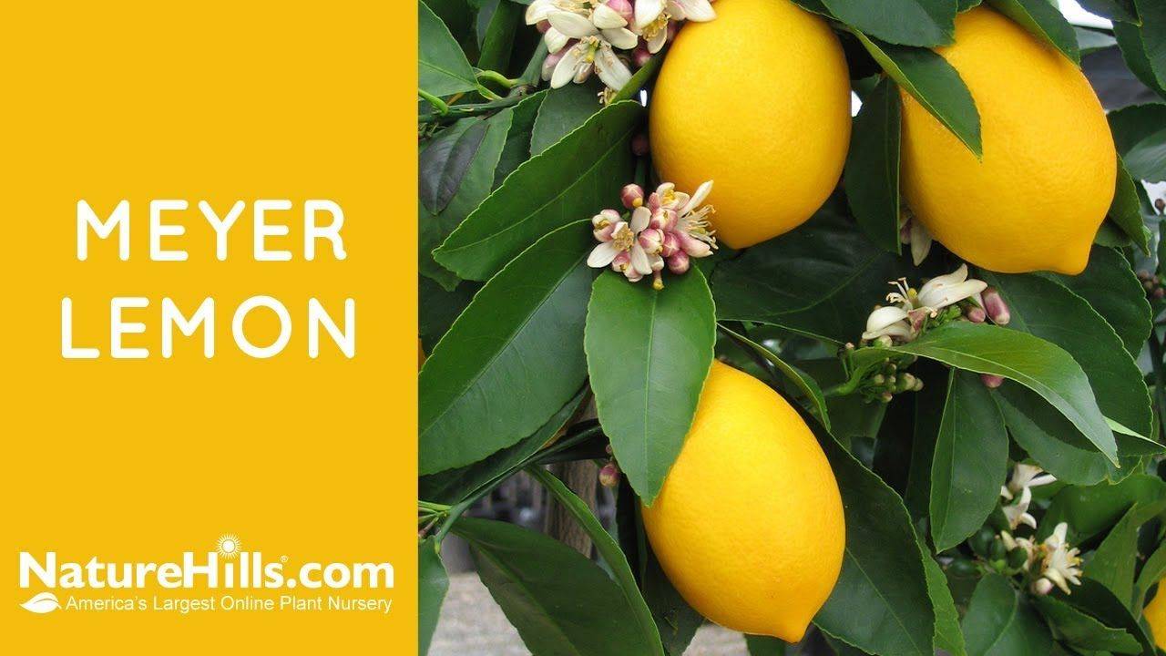Лимон мейера - как вырастить комнатный лимон дома, как правильно посадить и осуществлять уход, видео