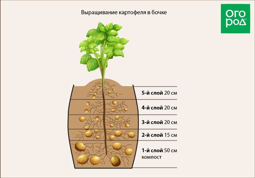 Выращивание картофеля из семян в домашних условиях