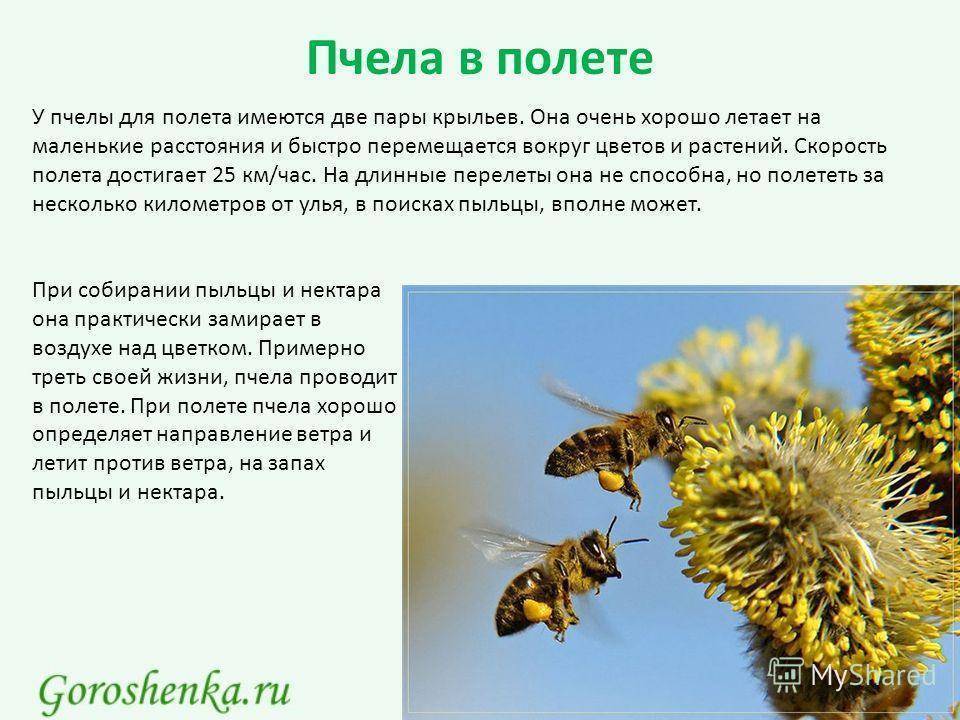 Время нектара. Какая скорость пчелы. Интересные факты о пчелах. Скорость полета пчелы. Полёт пчелы.