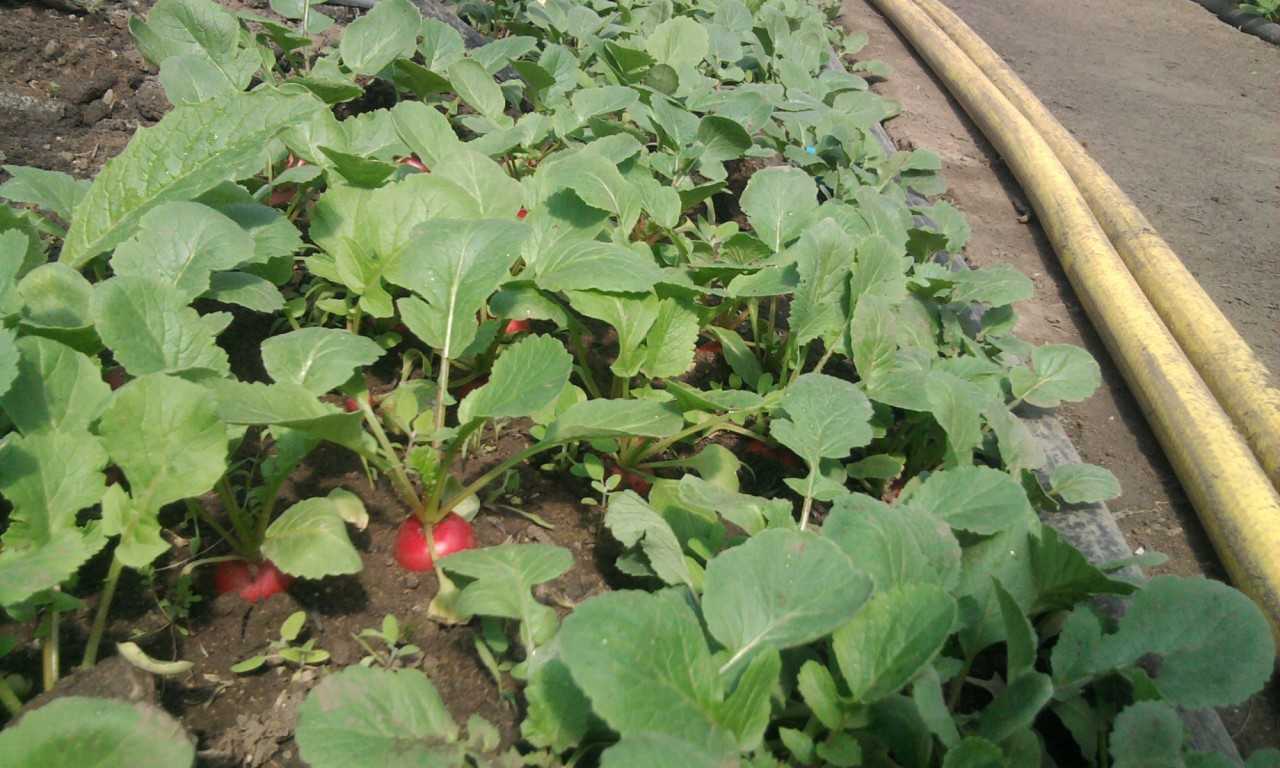 Редис весной в теплицу с отоплением и без него посадить и вырастить: как правильно сажать семена в сибири и других регионах и нюансы выращивания и подкормки овоща