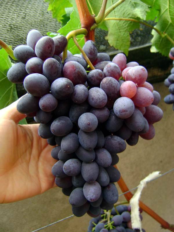 Виноград юпитер: описание сорта с фото и отзывами