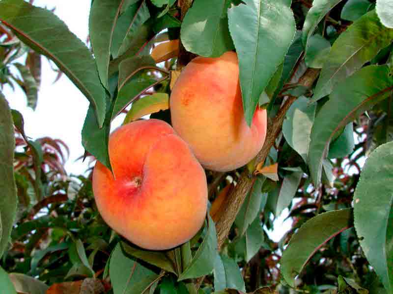 Как вырастить карликовые персиковые деревья