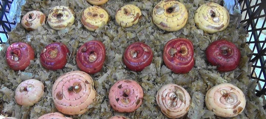 Украшение клумбы — декоративные гладиолусы. как выбрать луковицы, чем обработать перед посадкой, как прорастить?