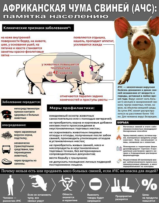 Свинка (эпидемический паротит): симптомы и лечение – напоправку – напоправку