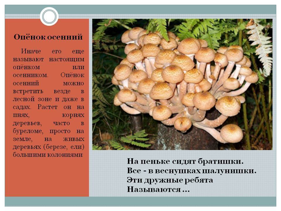 Виды опят: фото и описание съедобных и ложных грибов