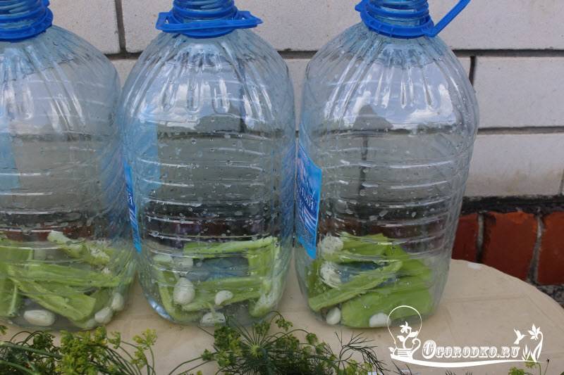 Выращивание огурцов в пластиковых бутылках на балконе