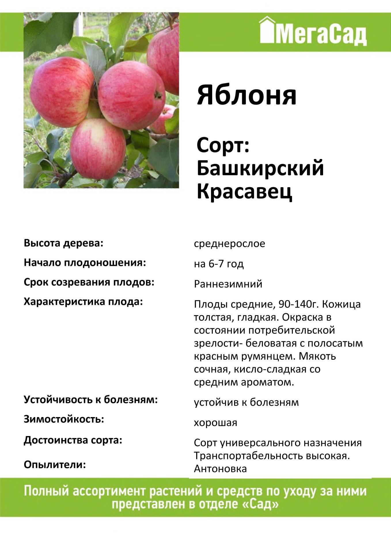 Яблоня московская красавица фото