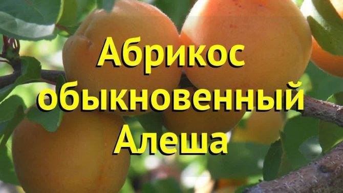 Сорт абрикоса алёша: описание, характеристика и отзывы