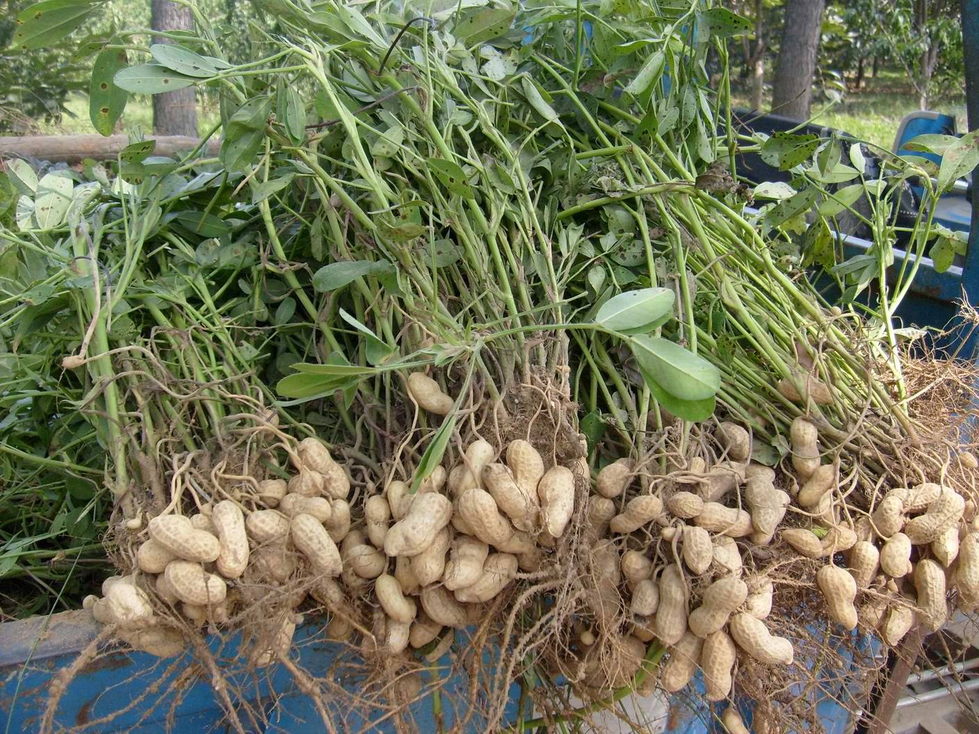 Арахис или земляной орех: выращивание в средней полосе России