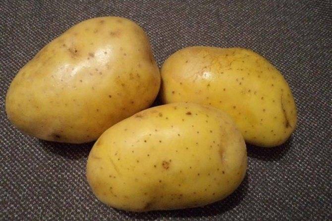Картофель сорт янка: описание и характеристика, отзывы