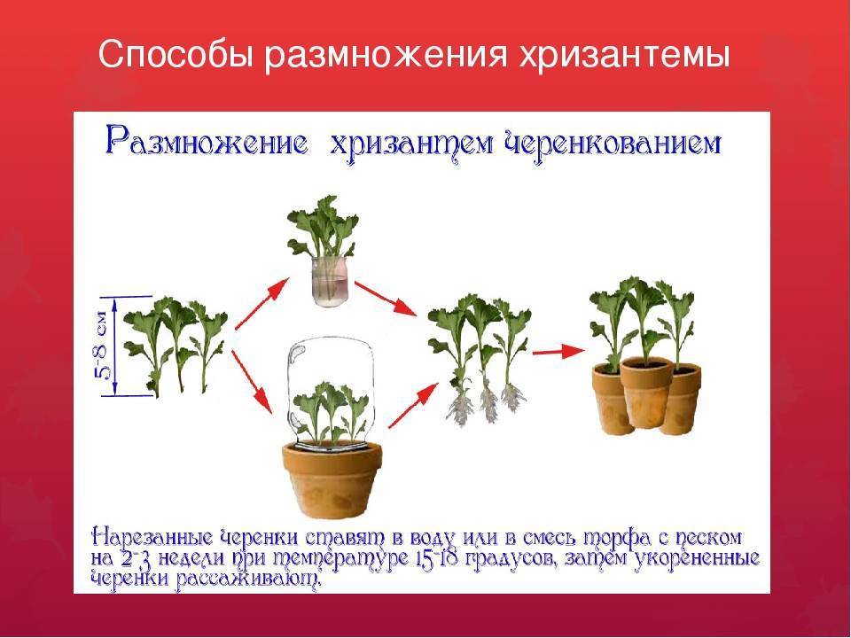 Схема посадки хризантем