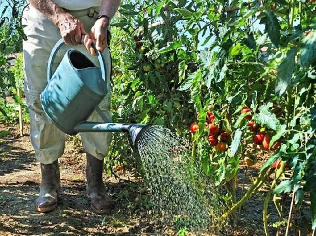 Правильный полив помидоров в теплице: когда, как и чем