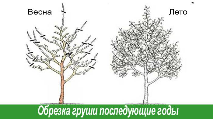 Летняя обрезка груши. Обрезка груши весной схема. Обрезка груши весной. Обрезка груши весной для начинающих. Как обрезать грушу весной.