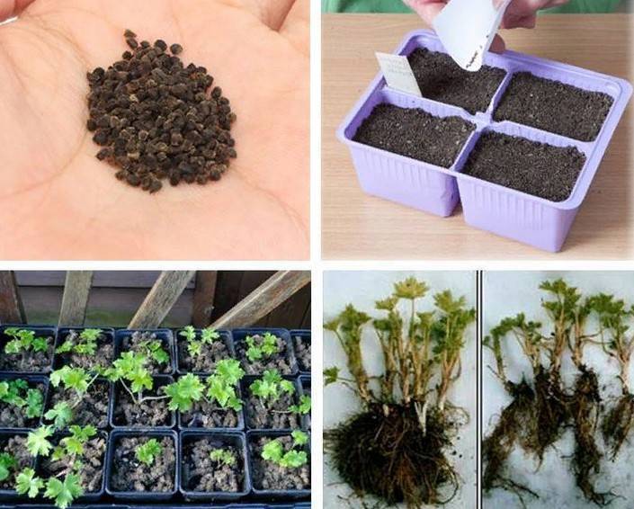 Как выращивать бальзамин из семян