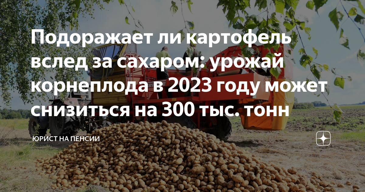Будет ли урожай если картошка не цветет: разбираемся с причинами