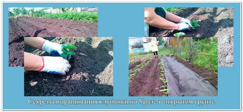 Выбираем какие сорта клубники самые лучшие для урала