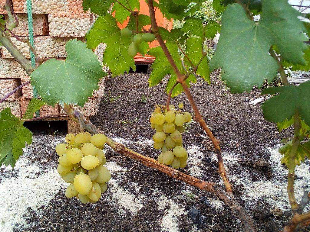 Виноград галахад: описание сорта, фото, отзывы