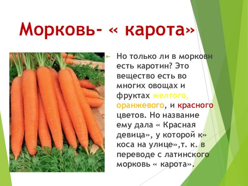 Какой природный краситель придает моркови оранжевый цвет. почему морковка стала оранжевой? | зелёный сад
