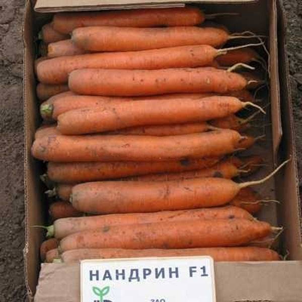 Морковь нандрин f1: отзывы, описание сорта