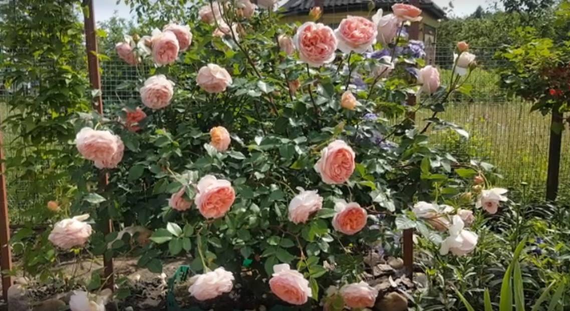 Английская парковая роза Дэвида Остина Абрахам Дерби: фото и описание