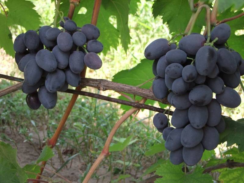 Описание сорта винограда руслан: фото, видео и отзывы