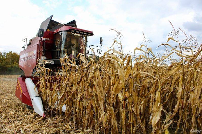 Уборка кукурузы на зерно с полей в початках: правила и сроки сбора