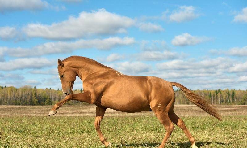 Донские лошади – русская самобытность и прогрессивная селекция