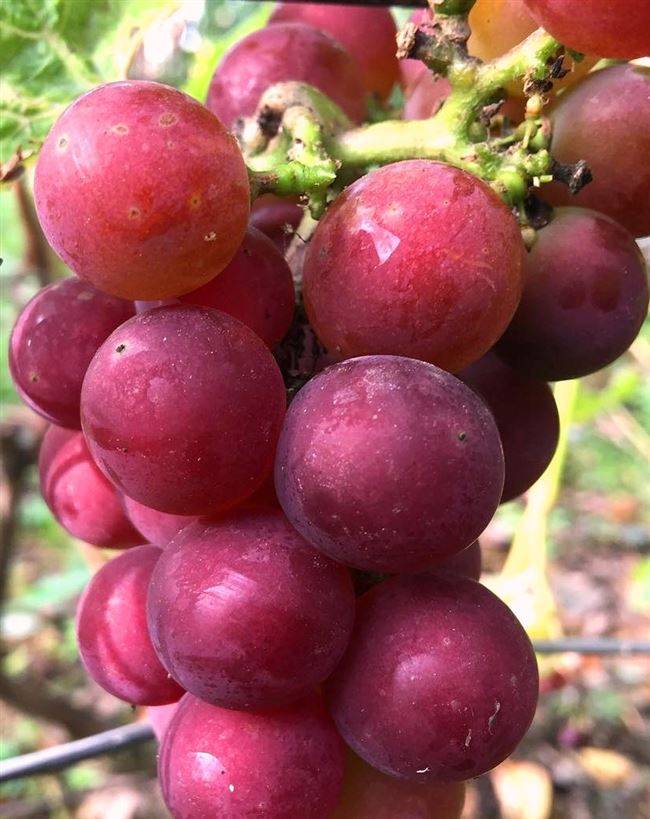 Виноград «краса севера» — морозоустойчивый виноград