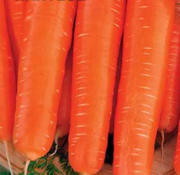 Самые лучшие сорта моркови для открытого грунта: сочные, сладкие, урожайные и для зимнего хранения
