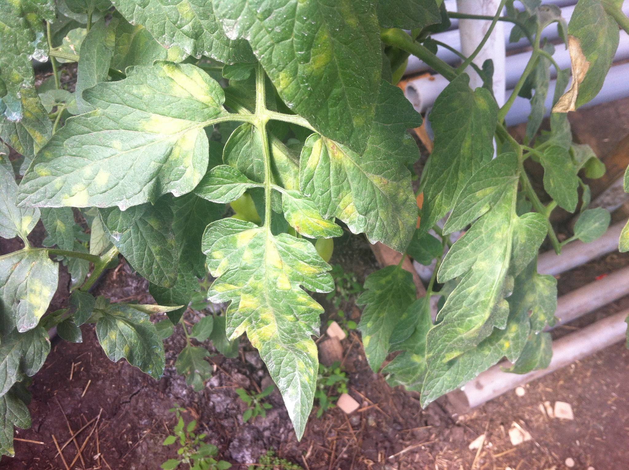 Почему белеют листья у рассады помидор – 8 причин и способы решения проблемы