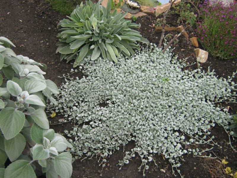Растение дихондра – условия выращивания, посадка и размножение