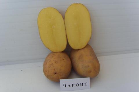 Описание сорта картошки чародейка