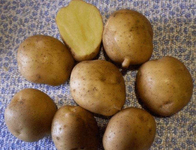 Голландский картофель сорта «агата»