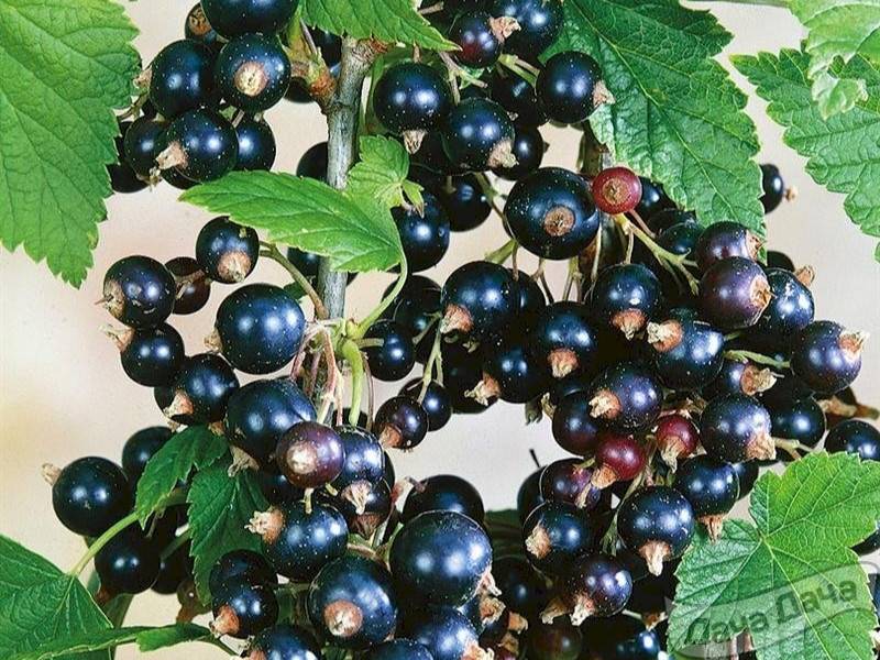 Смородина пигмей – высокоурожайный сорт для сада