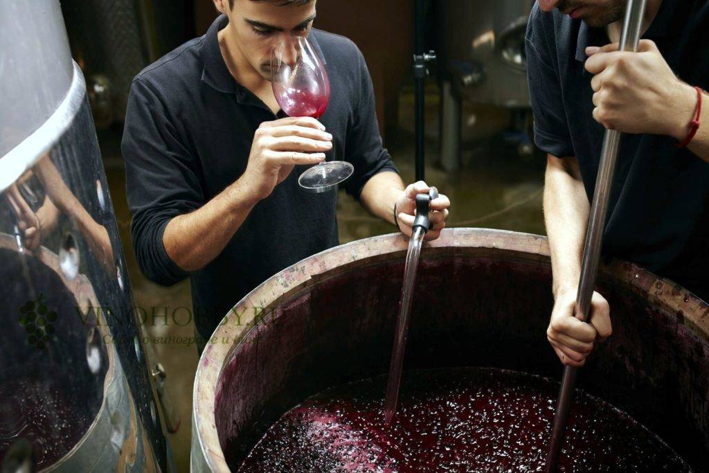 Вино из винограда в домашних условиях. пошаговая технология и рецепт.