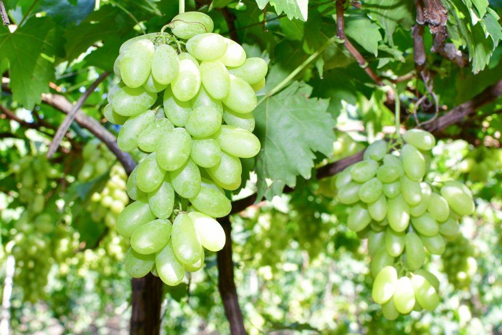 Как выращивать неукрывные сорта винограда в средней полосе россии - 1rre