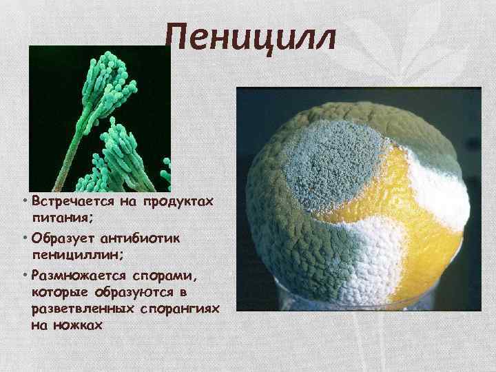 Какое значение гриба пеницилла в жизни человека