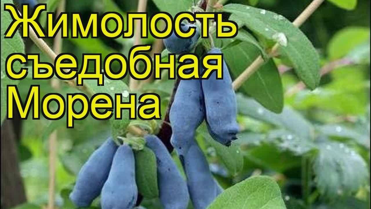 Жимолость съедобная Морена