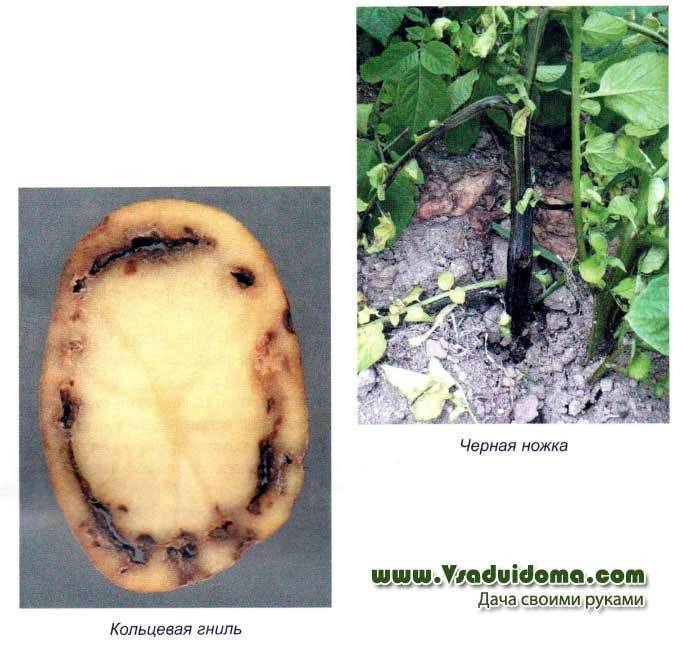 Вредители картофеля на земле и меры борьбы с ними