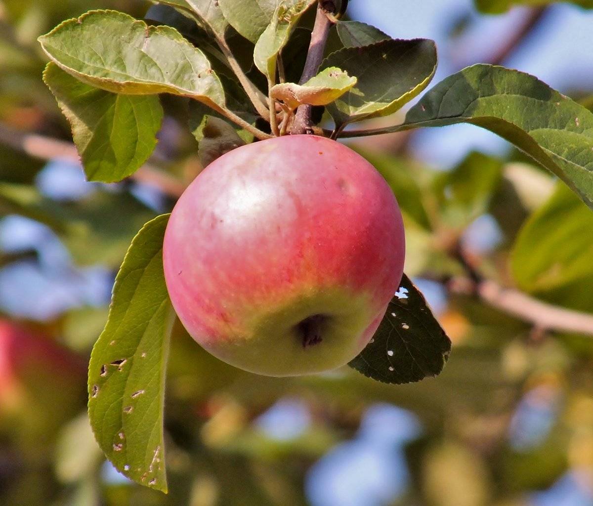 Яблоня алтайское зимнее описание сорта фото