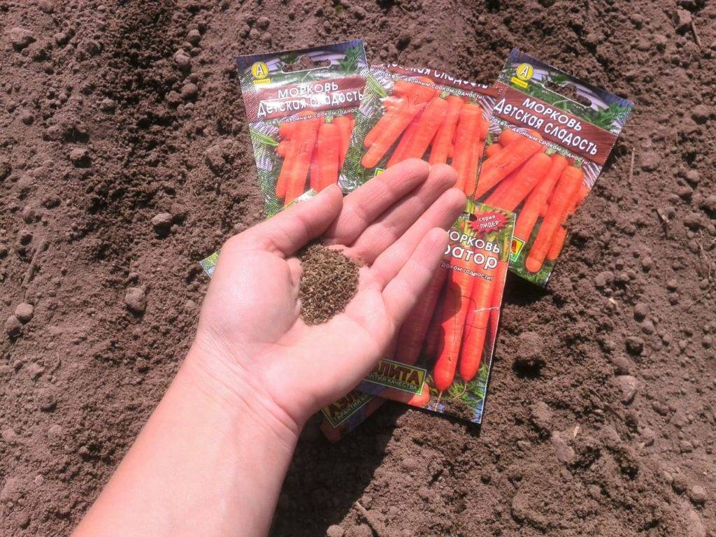 Посадка моркови на грядках под зиму — как правильно сажать