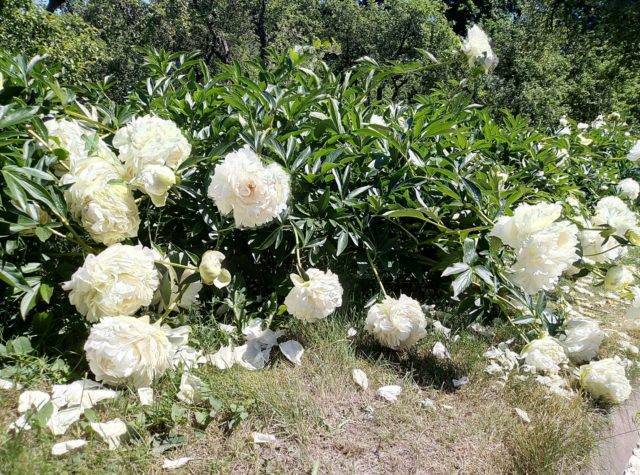 Травянистый сорт пиона уайт кэп (white cap): как вырастить двухцветные многолетние кустарники в саду?